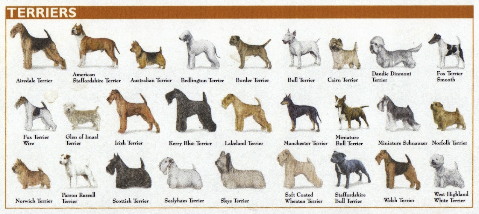 Purebred Dog Chart